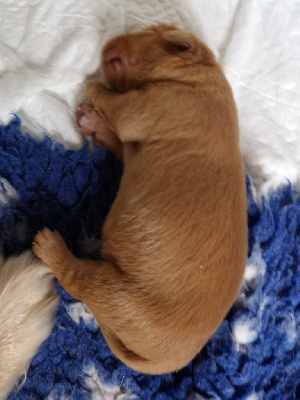 CHIOT