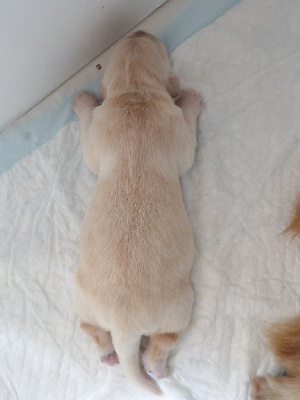 CHIOT