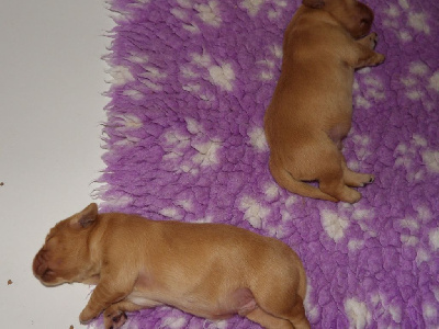 CHIOT