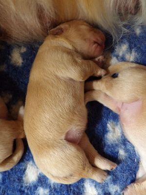 CHIOT