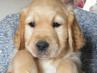 Murphy-Junior (prince marron)