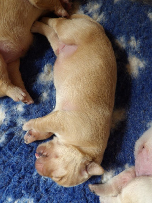 CHIOT