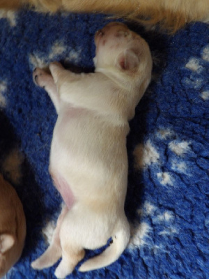 CHIOT