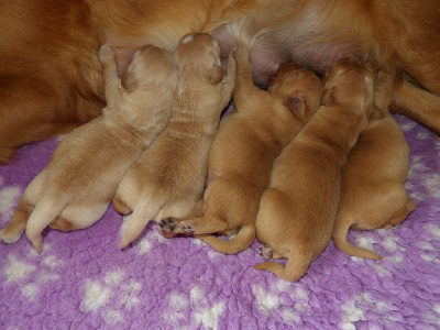 CHIOT