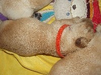 CHIOT
