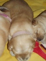 CHIOT