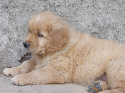 Albus 