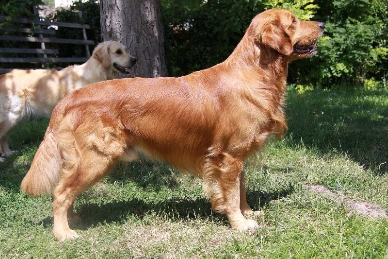de la vallée Morgane - Golden Retriever - Portée née le 28/02/2018