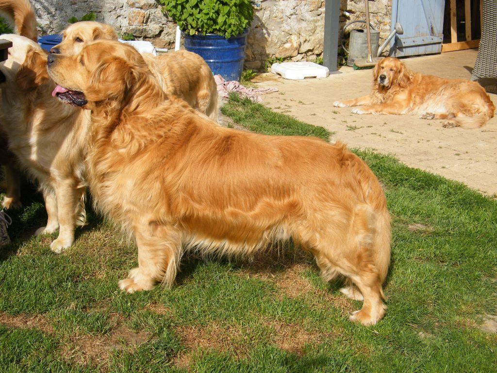 de la vallée Morgane - Golden Retriever - Portée née le 07/11/2018