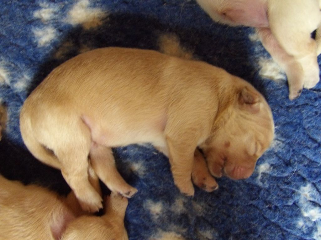 de la vallée Morgane - Chiots disponibles - Golden Retriever