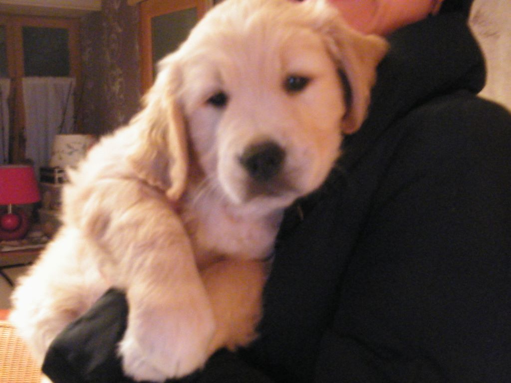 de la vallée Morgane - Golden Retriever - Portée née le 07/09/2017