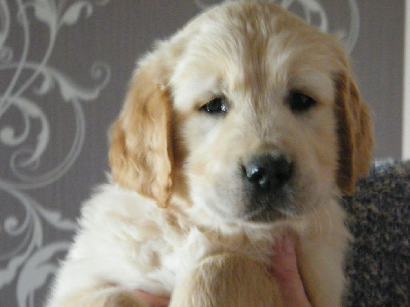 de la vallée Morgane - Golden Retriever - Portée née le 23/12/2016