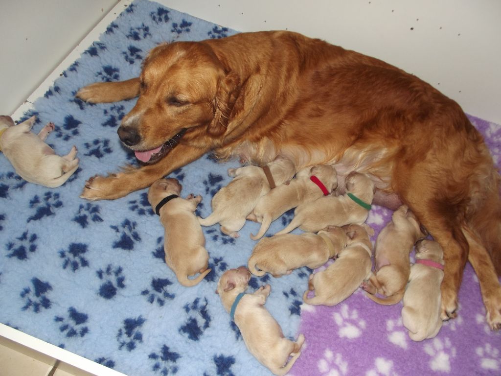de la vallée Morgane - Golden Retriever - Portée née le 29/09/2023